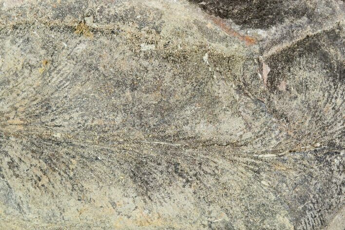 Fossil Fern (Lygdonium) - Carboniferous #111671